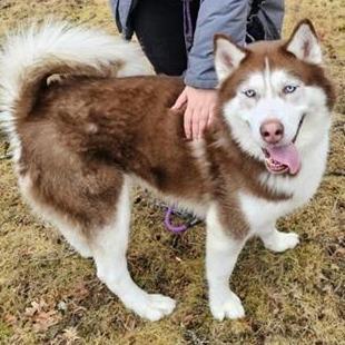 Tormund, Adoptable, Adult Male Husky.
