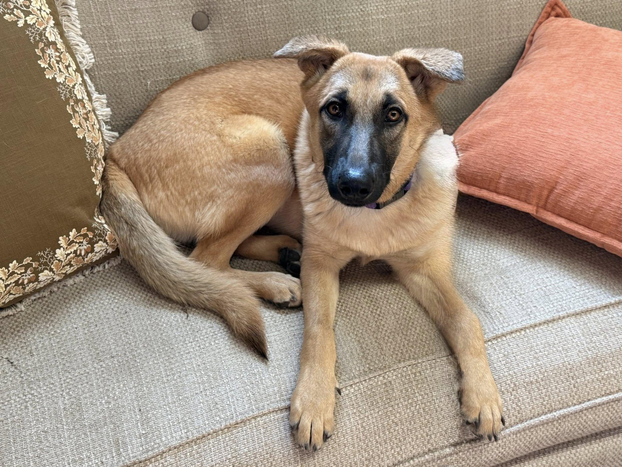 Rue, ADOPTABLE, Young Female Labrador Retriever.