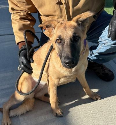 Enlarge Rue, a ADOPTABLE mixed breed in Long Beach, NY image 3/5