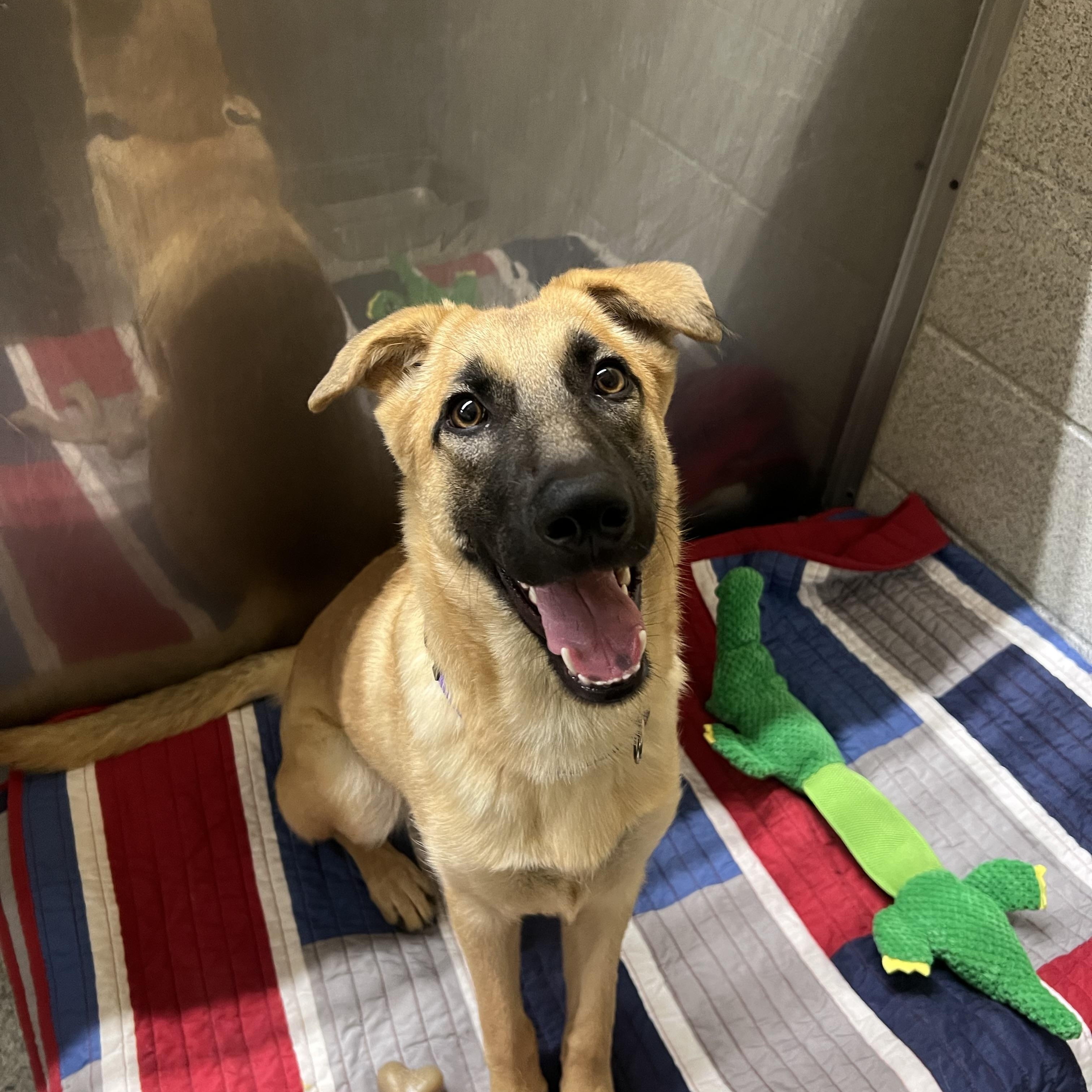 Enlarge Rue, a ADOPTABLE mixed breed in Long Beach, NY image 4/5