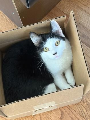 Harry, Adoptable, Young Male Domestic Short Hair & Domestic Short Hair.