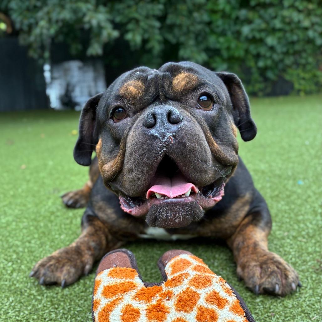 Enlarge Jeremiah, a Adoptable mixed breed in Providence, RI image 1/5