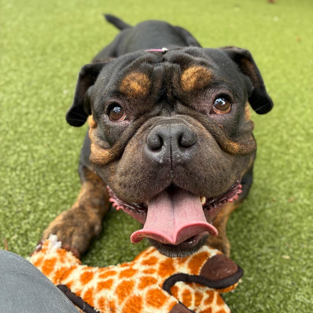 Enlarge Jeremiah, a Adoptable mixed breed in Providence, RI image 2/5