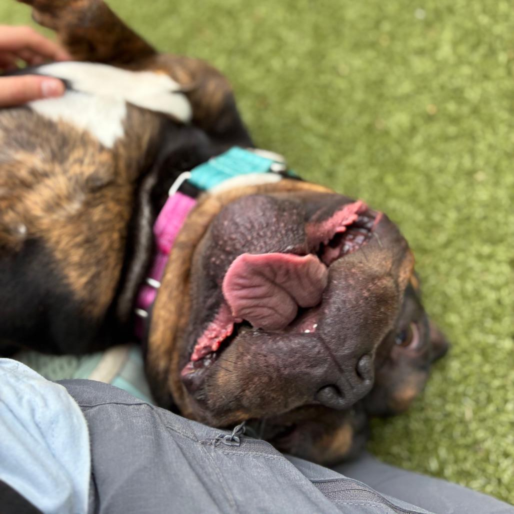 Enlarge Jeremiah, a Adoptable mixed breed in Providence, RI image 3/5