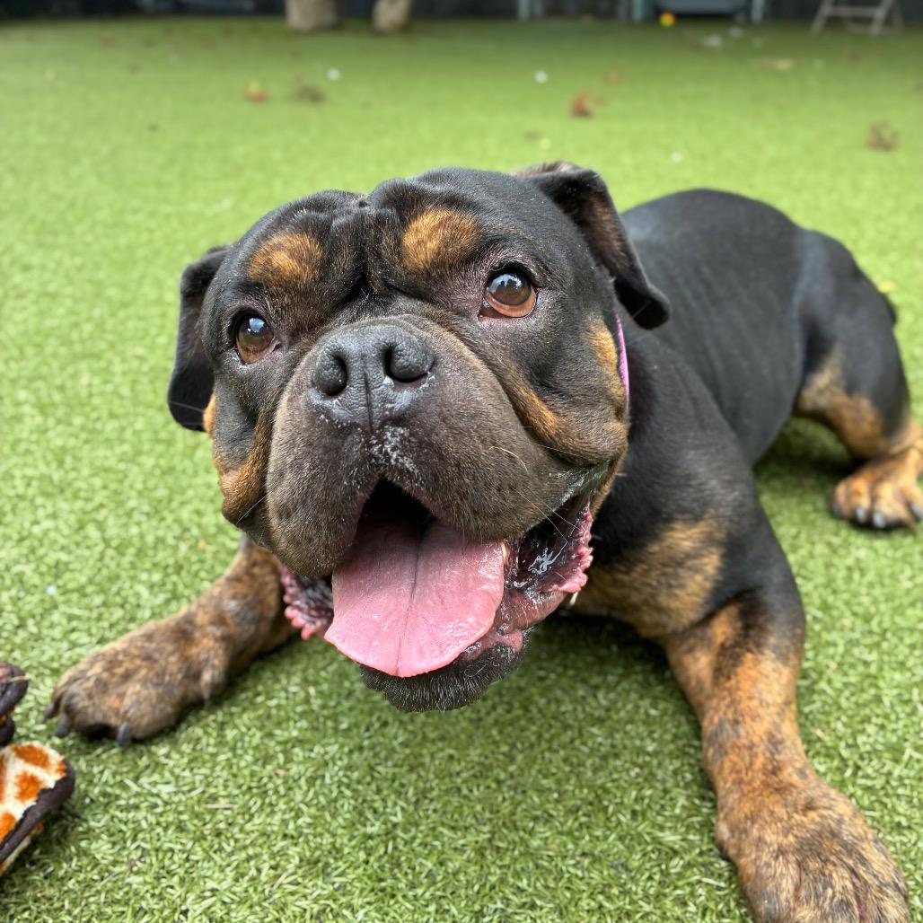 Enlarge Jeremiah, a Adoptable mixed breed in Providence, RI image 4/5