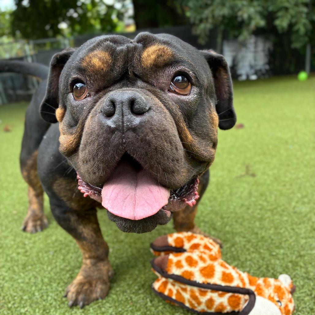 Enlarge Jeremiah, a Adoptable mixed breed in Providence, RI image 5/5