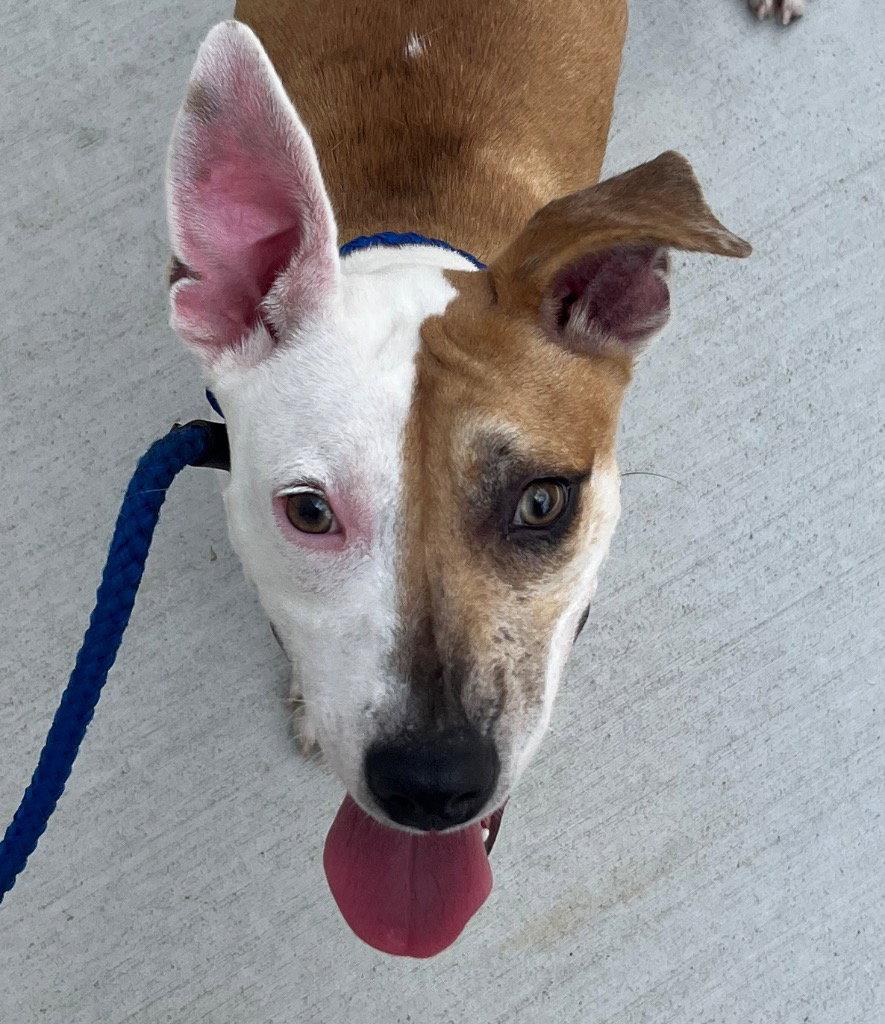 26-250 Arwen, Adoptable, Young Female Pit Bull Terrier.