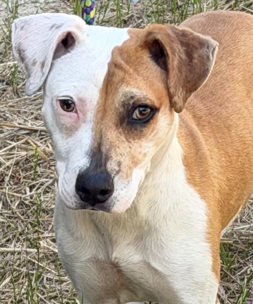 26-250 Arwen, a Adoptable Pit Bull Terrier in Tarboro, NC image 2/3