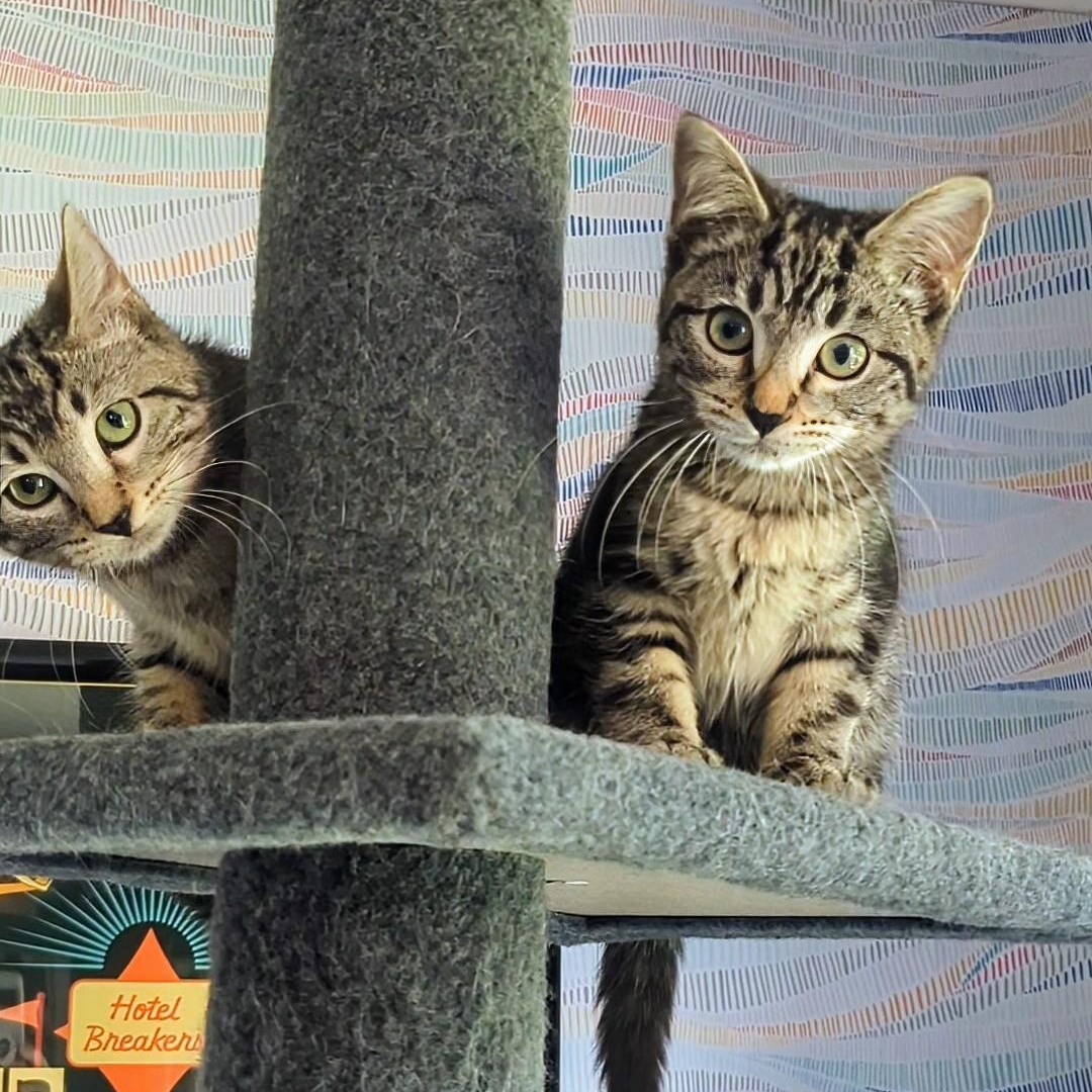 Mustang Bonded With  thumbnail 2