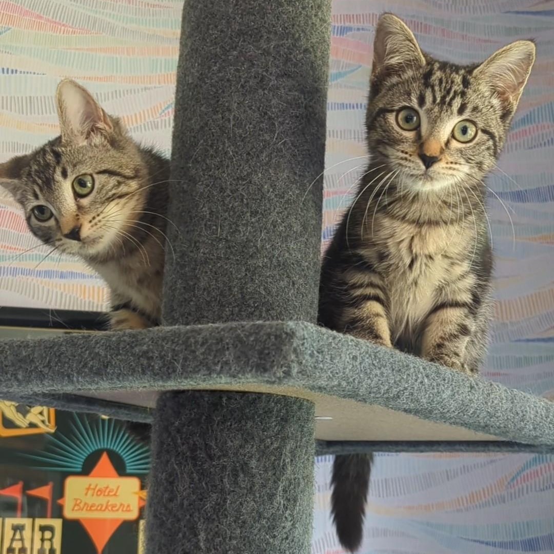 Mustang Bonded With  thumbnail 3