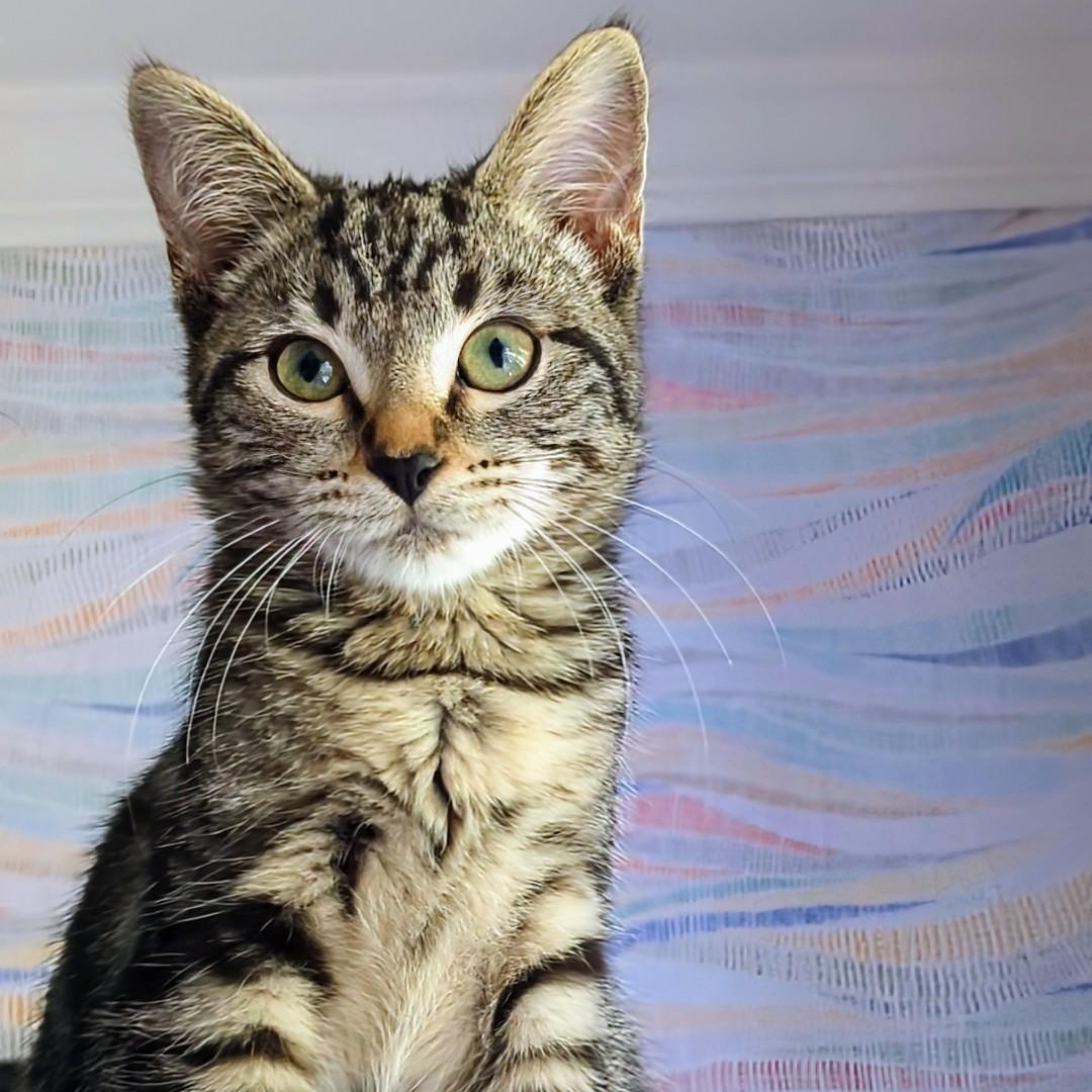 Mustang Bonded With  thumbnail 4