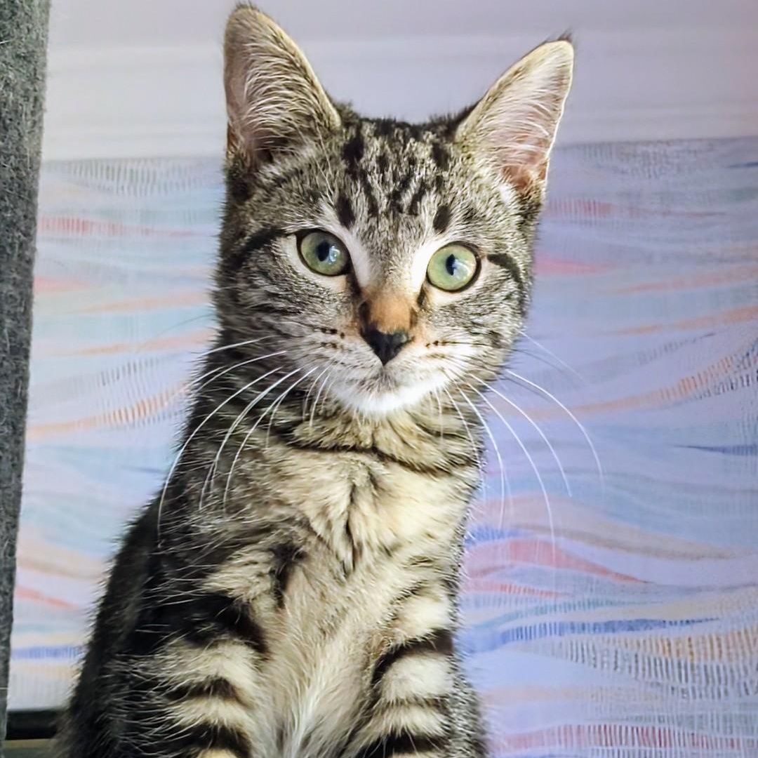 Mustang Bonded With  thumbnail 5