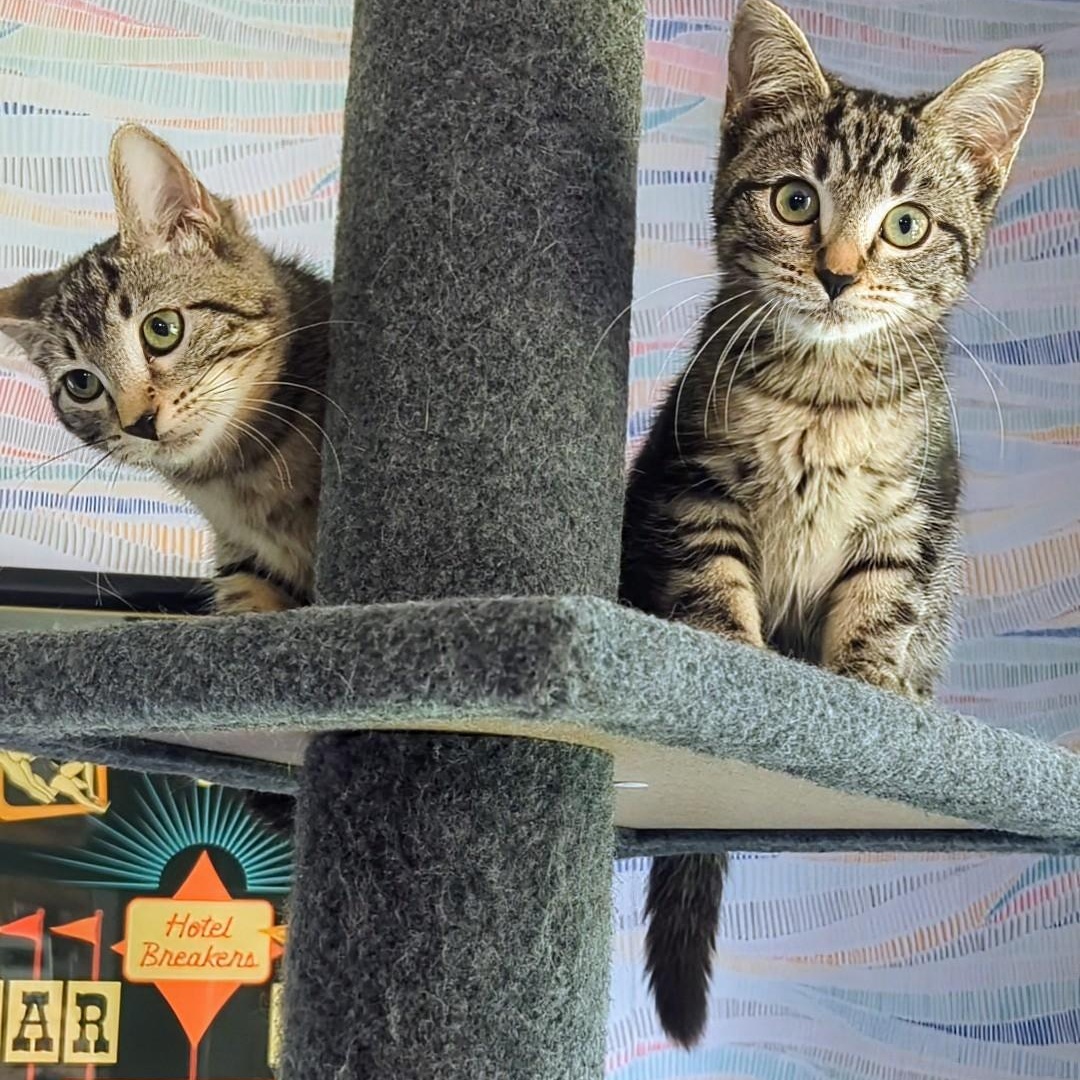 Mustang Bonded With  thumbnail 6