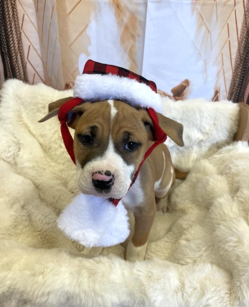Moonpie, Adoptable, Puppy Male Boxer & Mixed Breed.