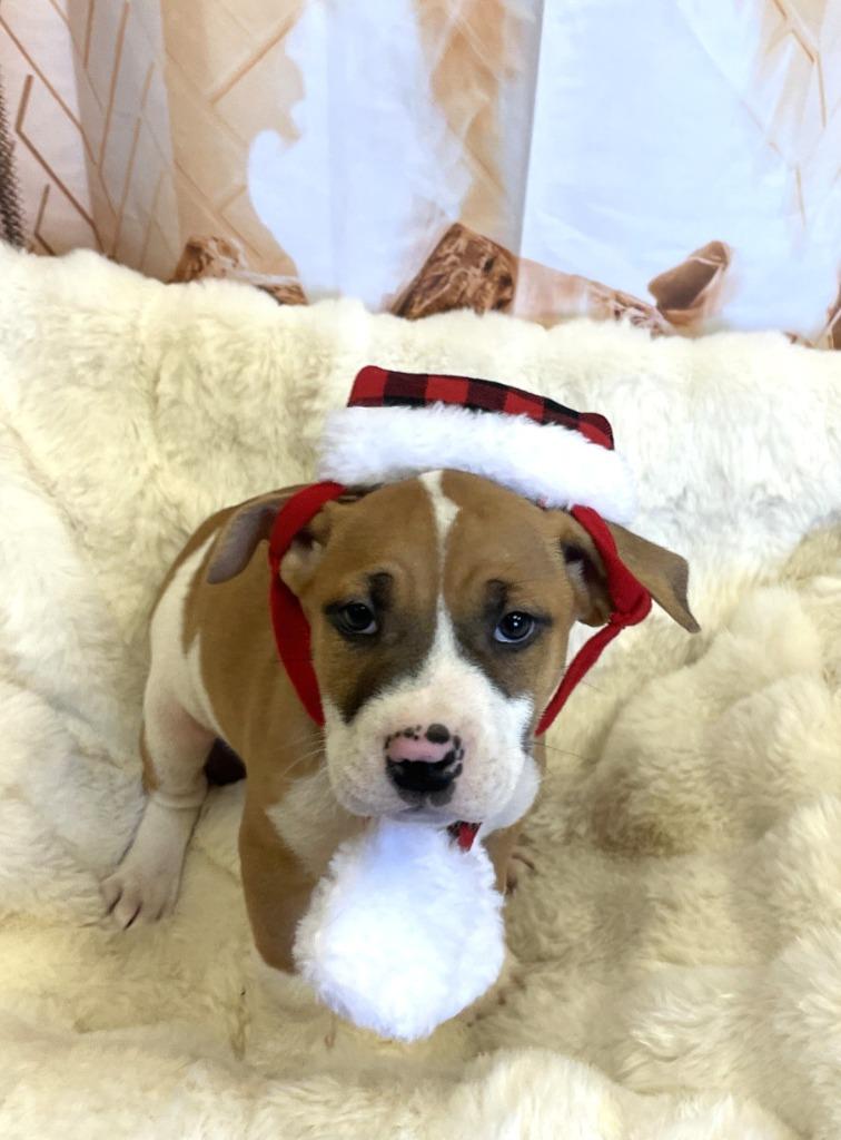 Enlarge Moonpie, a Adoptable mixed breed in Belton, TX image 1/6