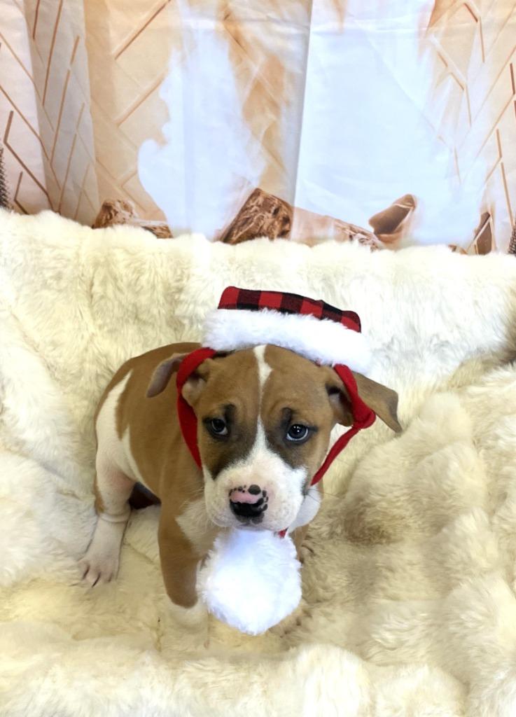 Enlarge Moonpie, a Adoptable mixed breed in Belton, TX image 2/6