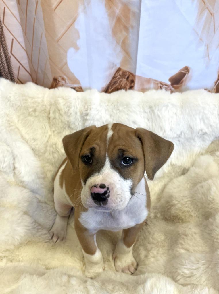 Enlarge Moonpie, a Adoptable mixed breed in Belton, TX image 3/6