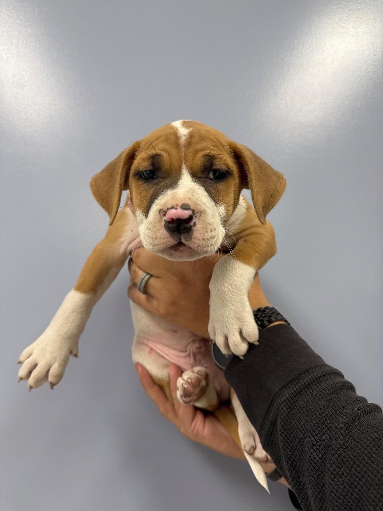 Enlarge Moonpie, a Adoptable mixed breed in Belton, TX image 5/6