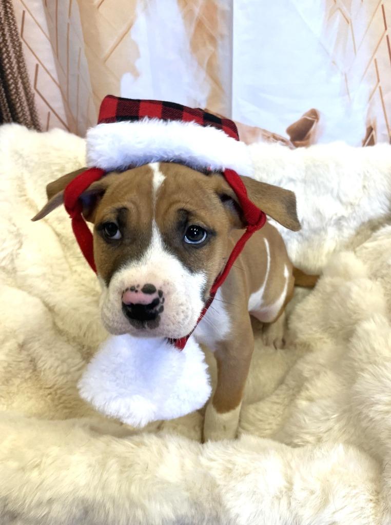 Enlarge Moonpie, a Adoptable mixed breed in Belton, TX image 6/6