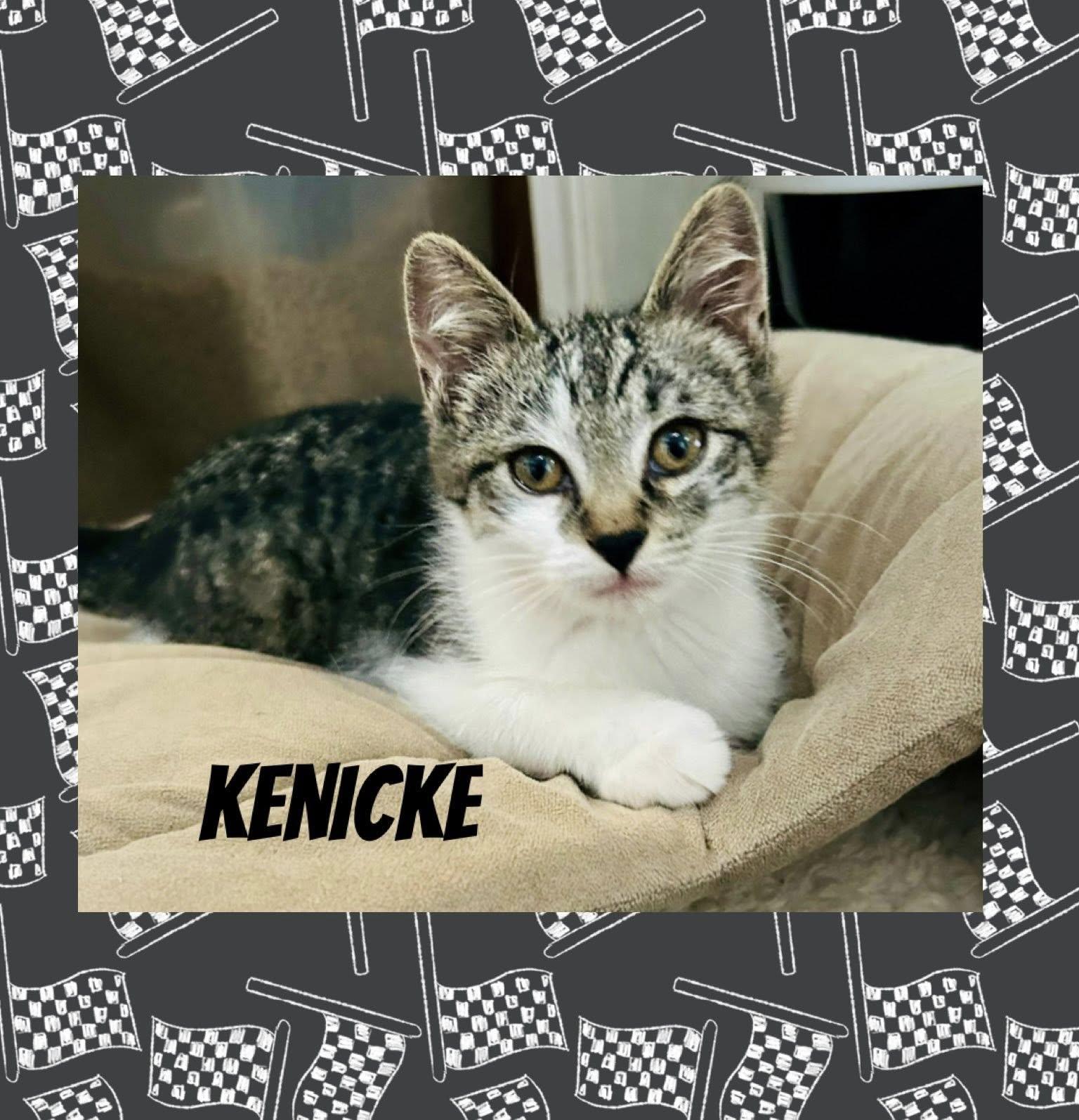 Enlarge Kenicke, a Adoptable Domestic Short Hair in Webster, NY image 1/1