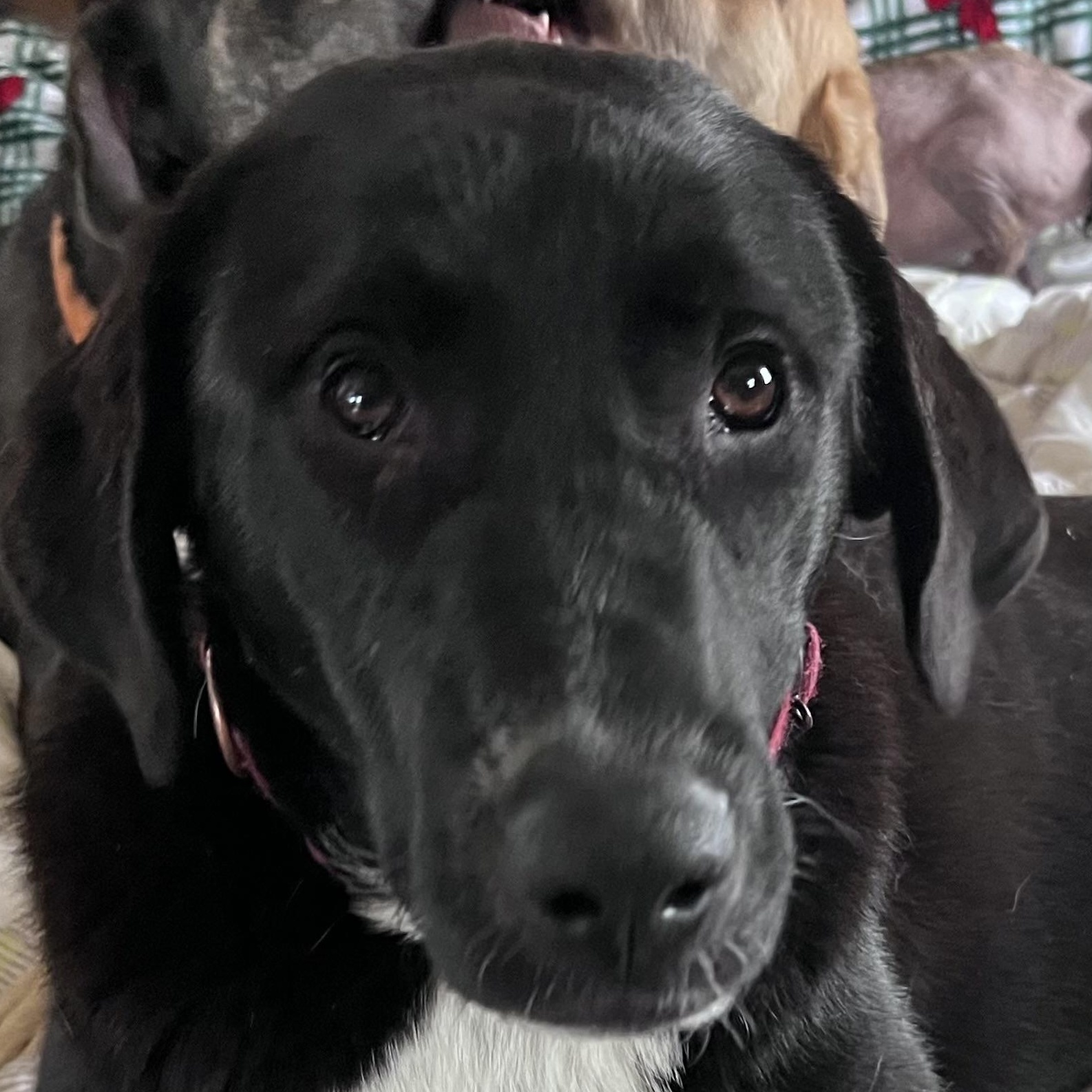 Enlarge Snookie (Fee SPONSORED), an adopted mixed breed in Portland, ME image 1/4