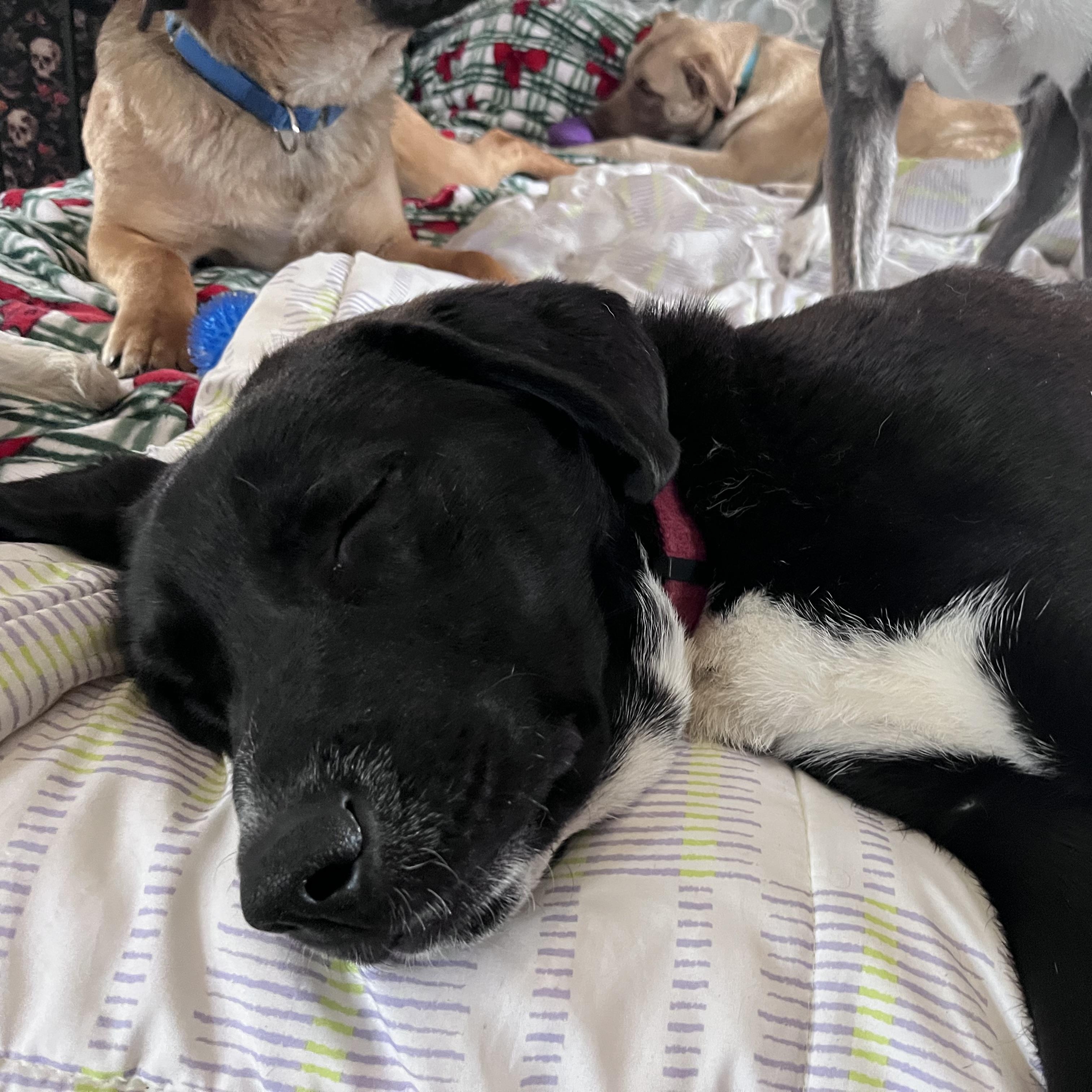 Enlarge Snookie (Fee SPONSORED), an adopted mixed breed in Portland, ME image 3/4