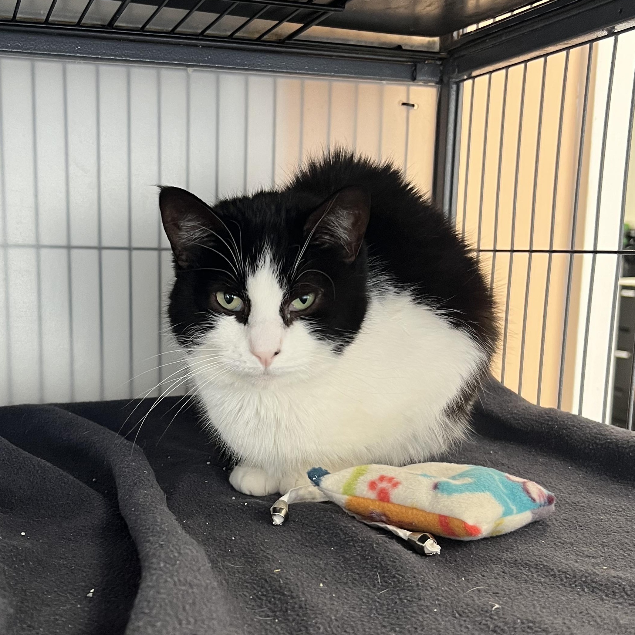 Enlarge Beth, a ADOPTABLE Tuxedo in Altoona, PA image 1/1