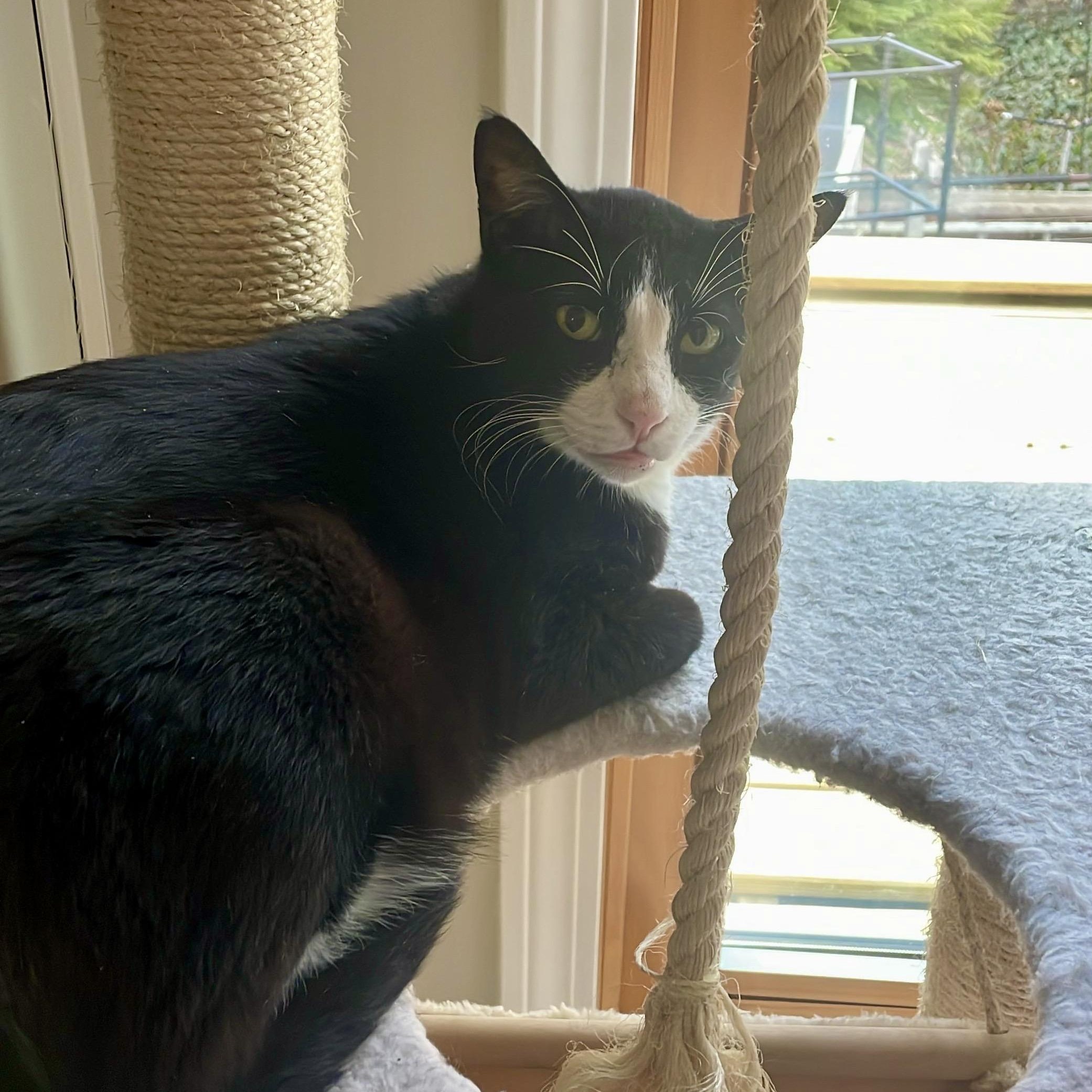 Enlarge Cash, a ADOPTABLE Tuxedo in Somerville , MA image 5/5