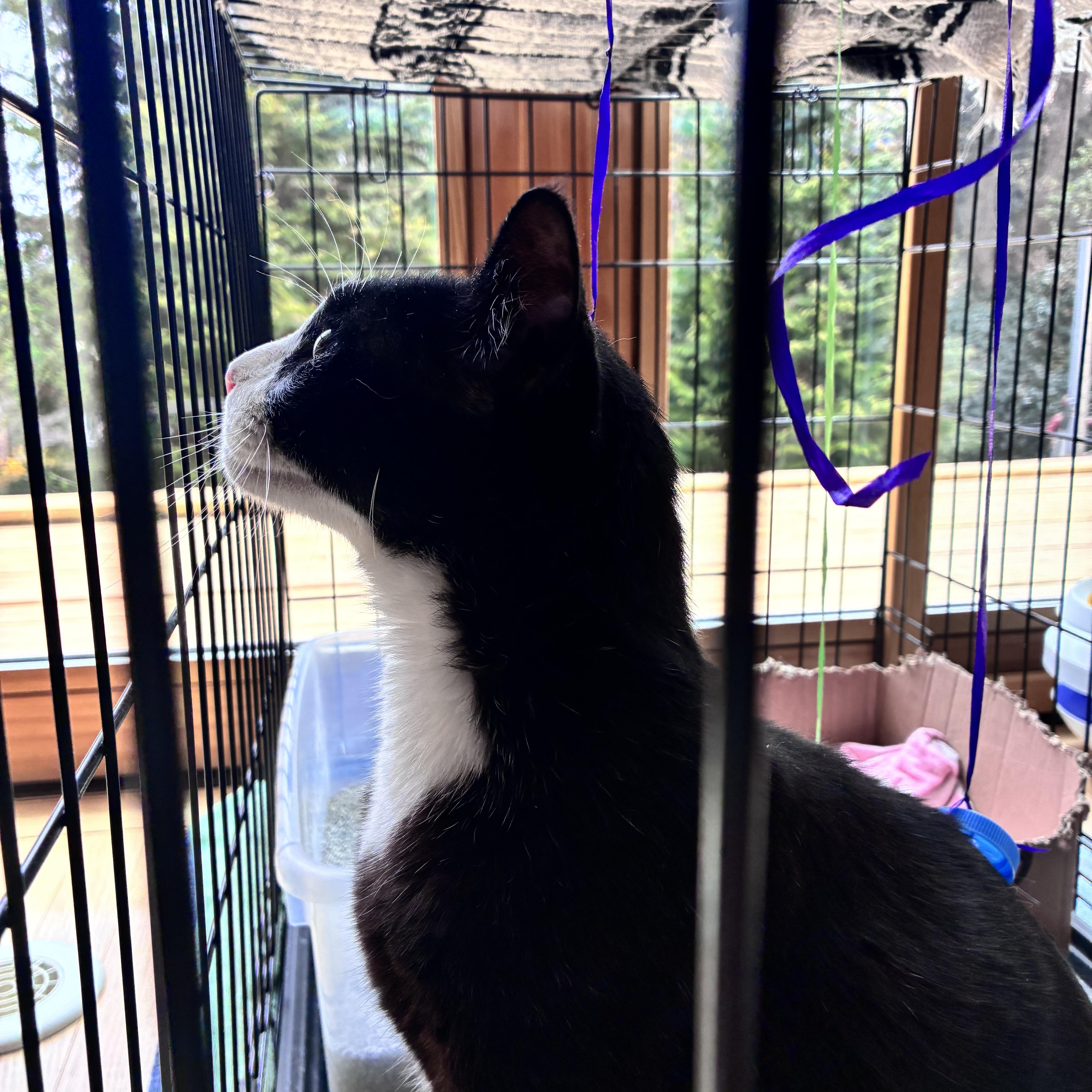 Enlarge Cash, a ADOPTABLE Tuxedo in Somerville , MA image 2/5