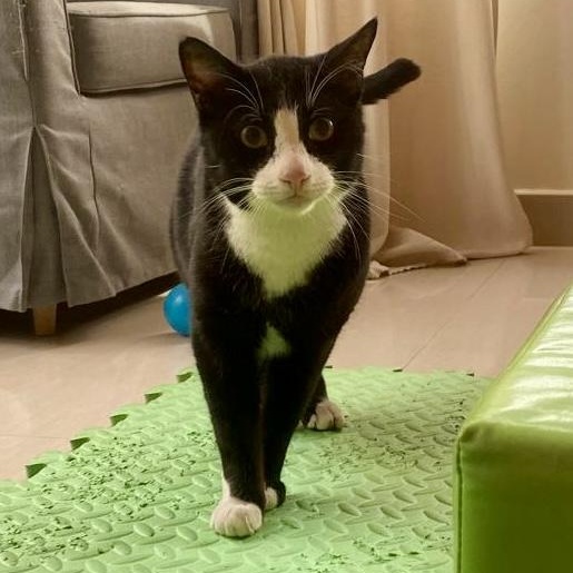 Enlarge Cash, a ADOPTABLE Tuxedo in Somerville , MA image 1/5
