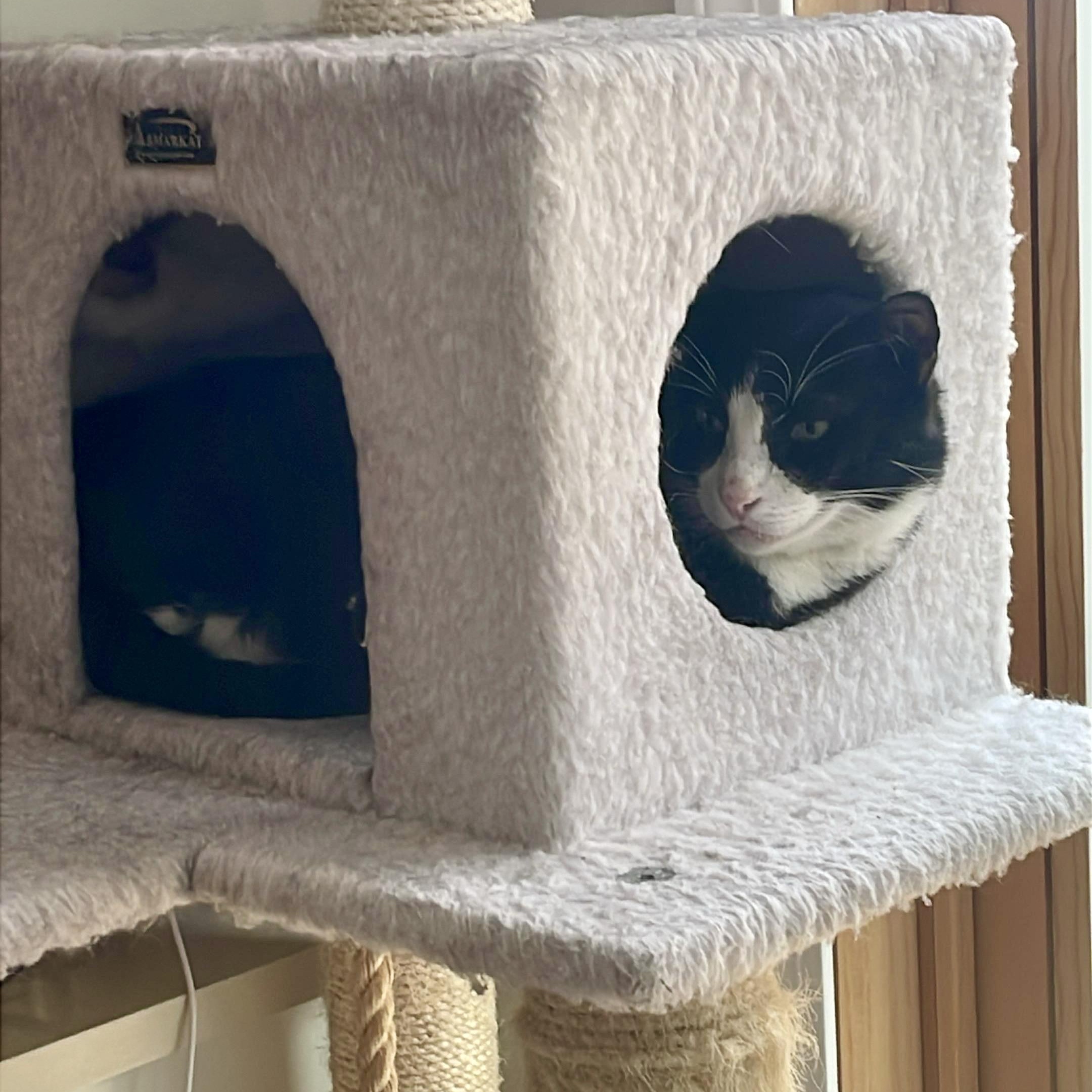 Enlarge Cash, a ADOPTABLE Tuxedo in Somerville , MA image 4/5