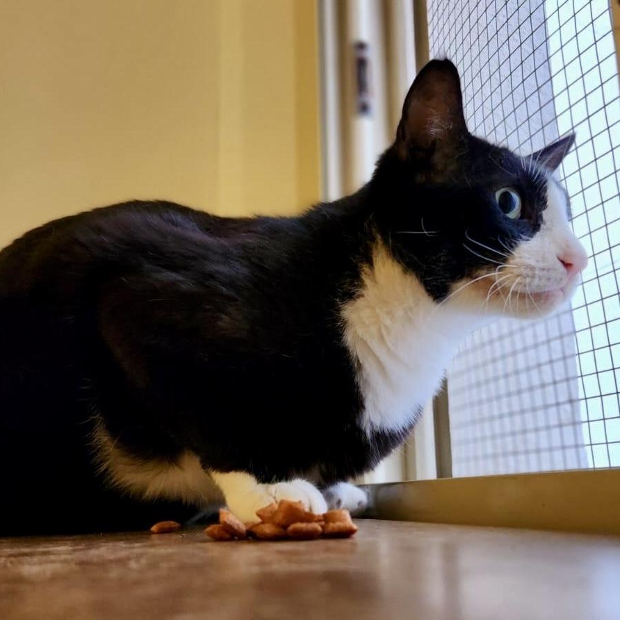 Enlarge Cash, a ADOPTABLE Tuxedo in Somerville , MA image 3/5