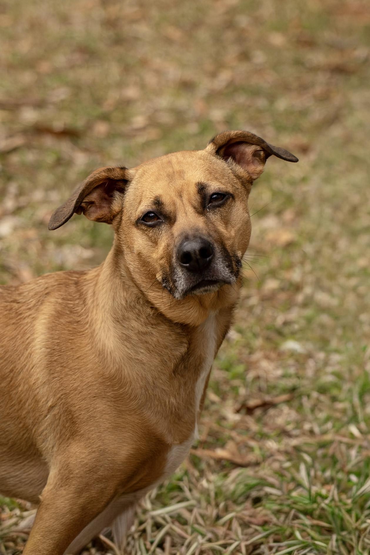 Enlarge Stella Rico, a ADOPTABLE mixed breed in Charlotte, NC image 1/6