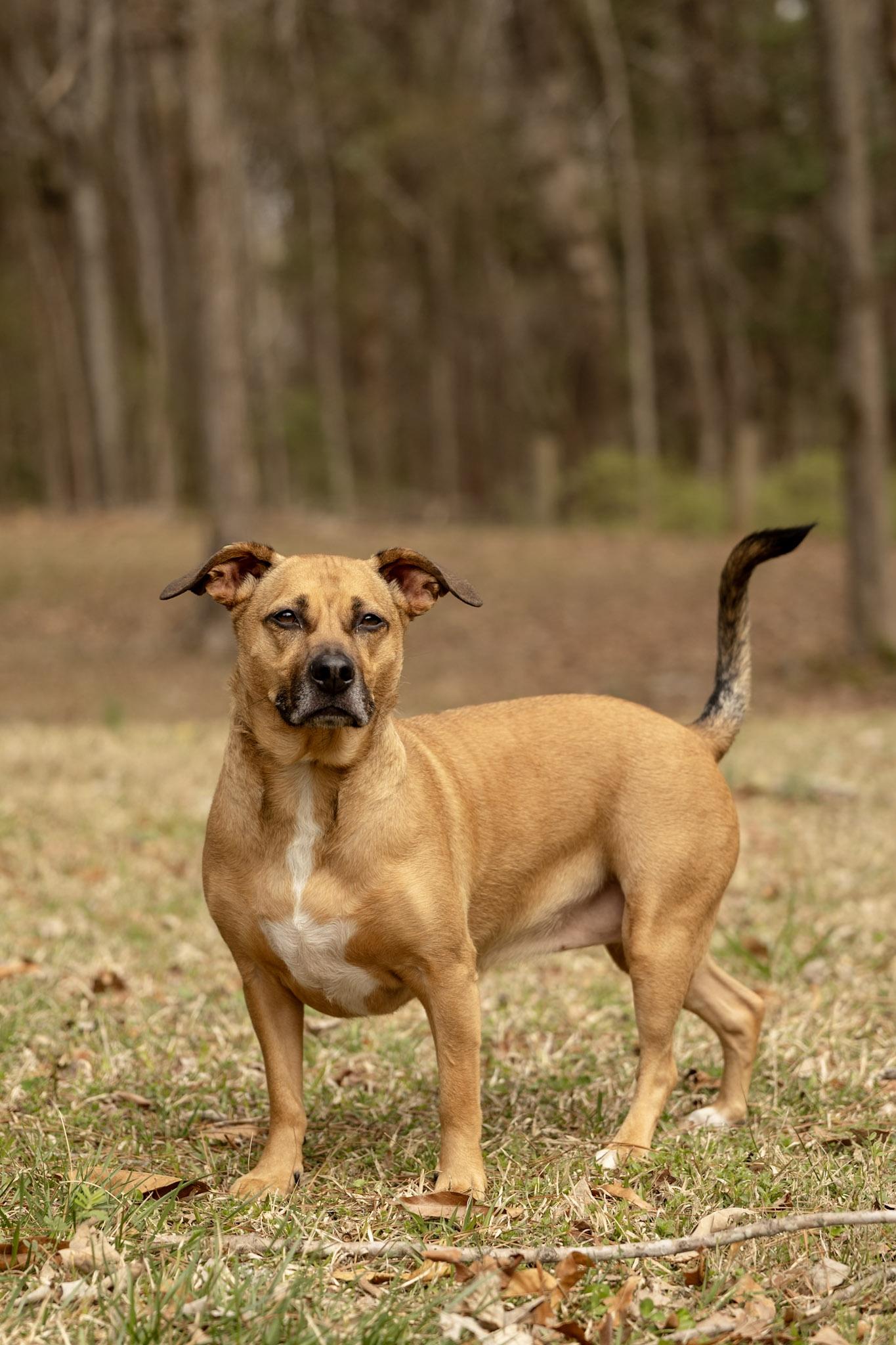 Enlarge Stella Rico, a ADOPTABLE mixed breed in Charlotte, NC image 6/6