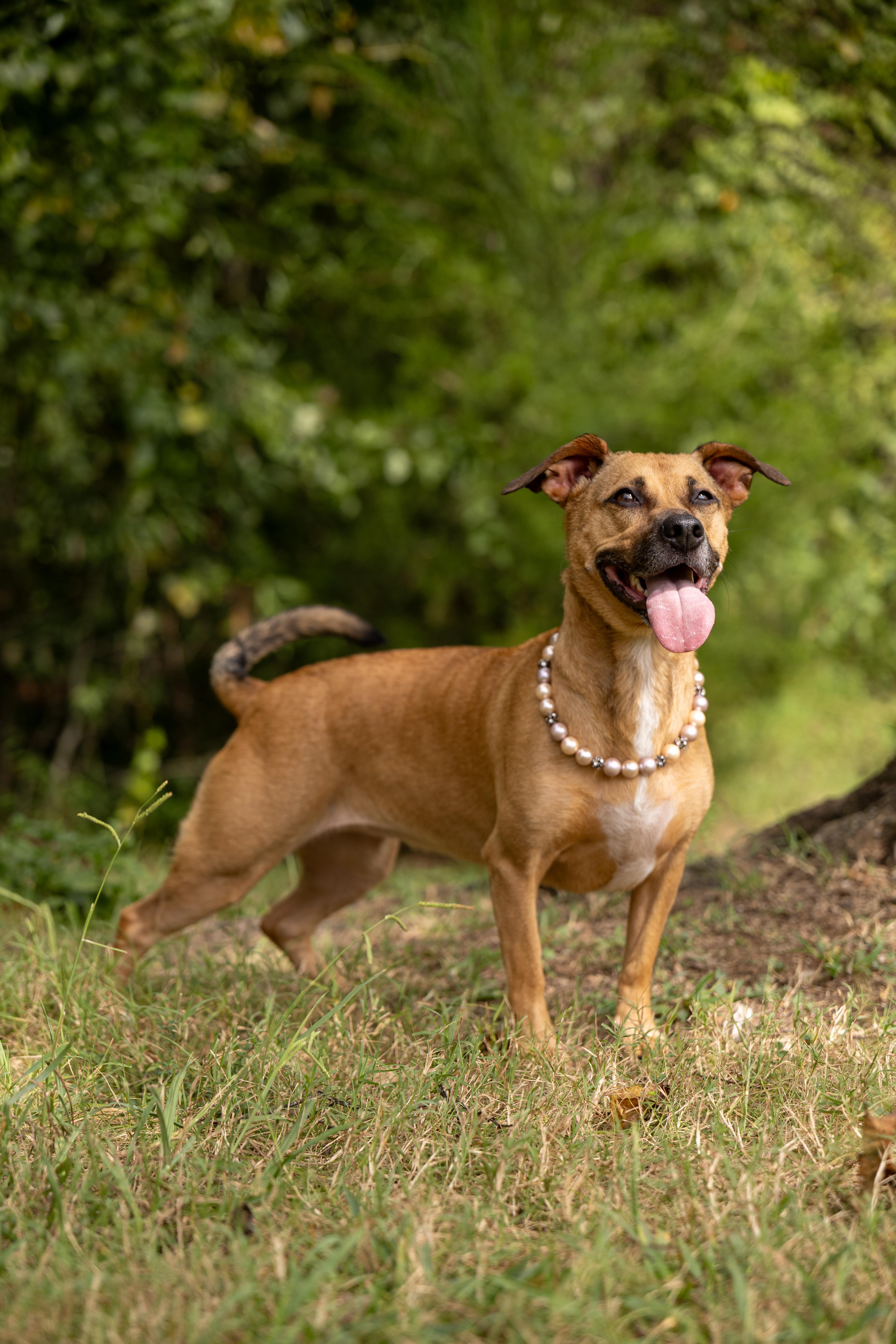 Enlarge Stella Rico, a ADOPTABLE mixed breed in Charlotte, NC image 1/6