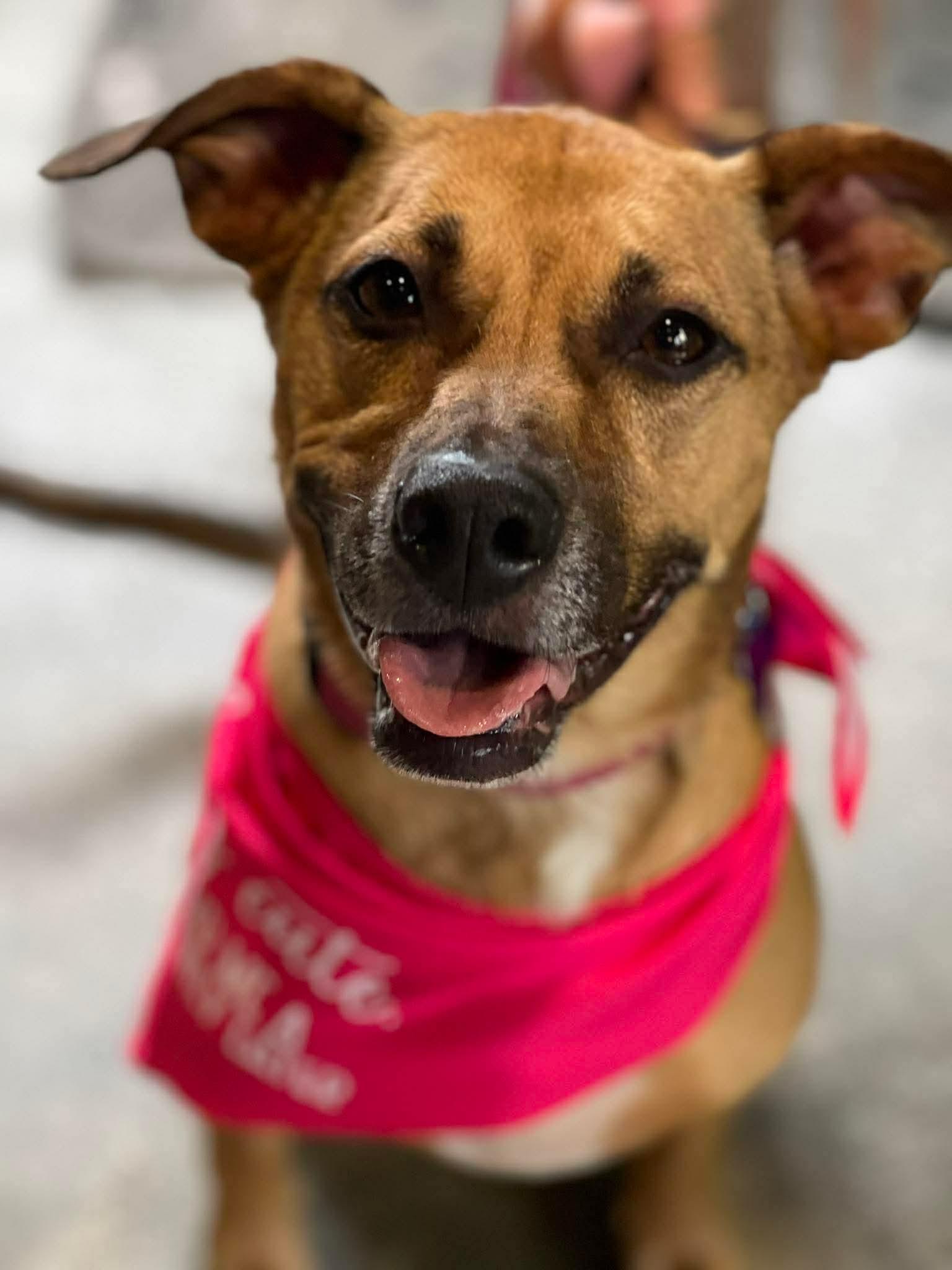 Stella Rico, ADOPTABLE, Adult Female Dachshund & Mixed Breed.