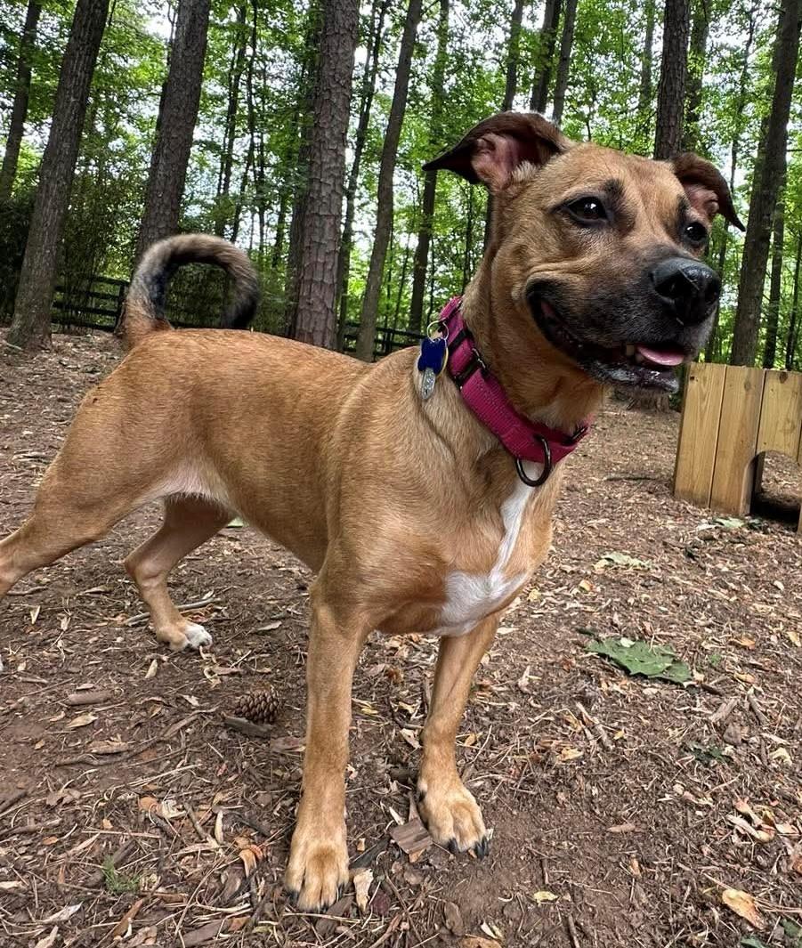 Enlarge Stella Rico, a ADOPTABLE mixed breed in Charlotte, NC image 1/6