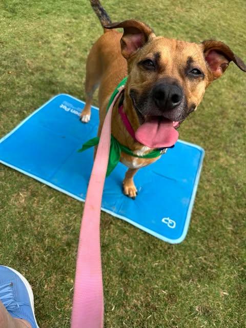 Stella Rico, ADOPTABLE, Adult Female Dachshund & Mixed Breed.