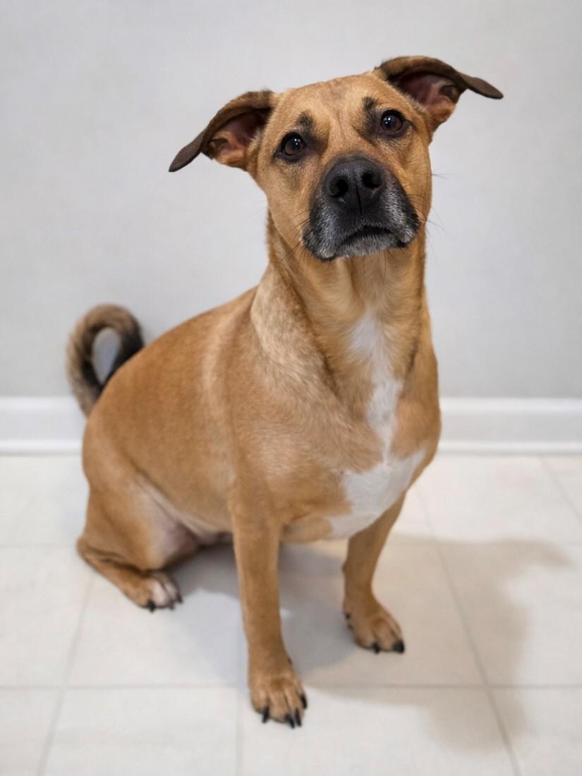 Enlarge Stella Rico, a ADOPTABLE mixed breed in Charlotte, NC image 3/5