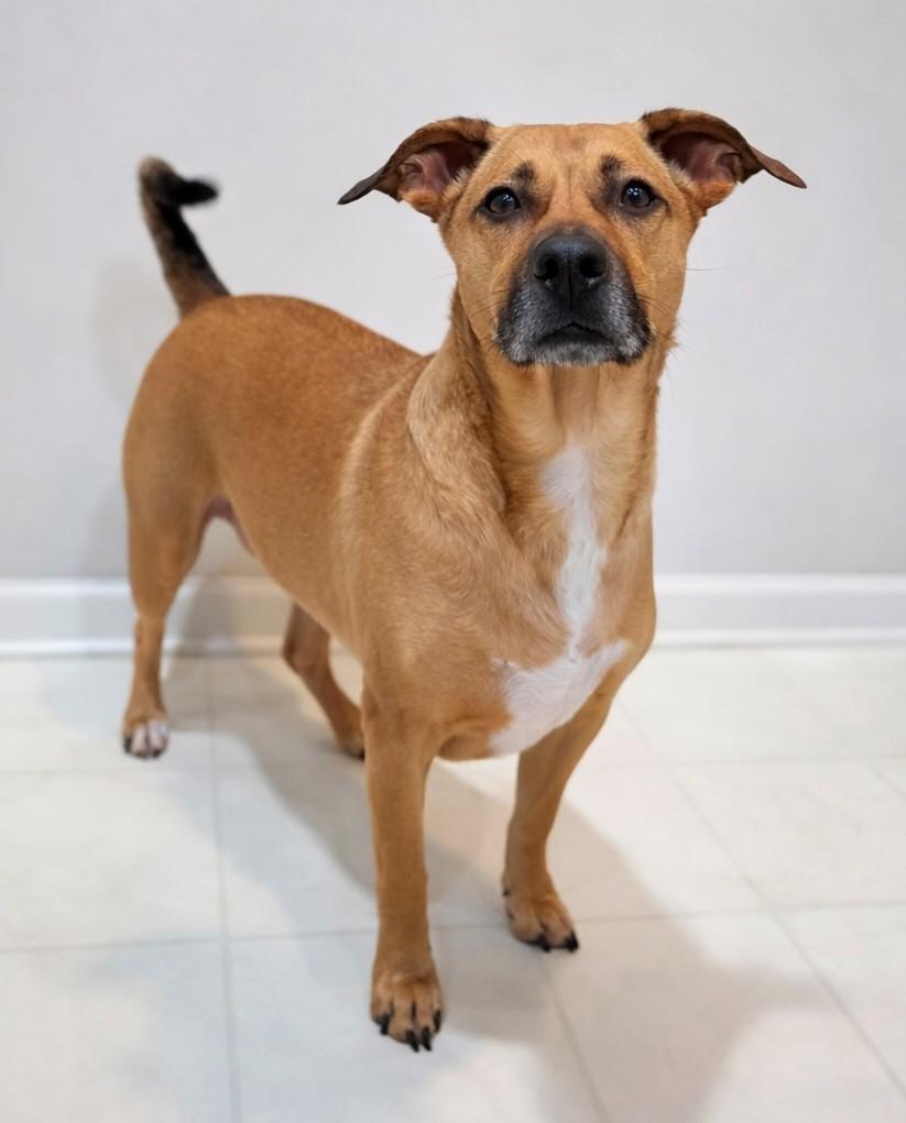 Enlarge Stella Rico, a ADOPTABLE mixed breed in Charlotte, NC image 1/5