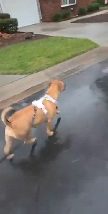 Enlarge Stella Rico, a ADOPTABLE mixed breed in Charlotte, NC video 4/5