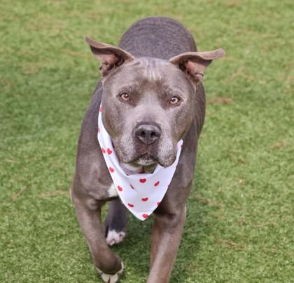 Rex, a ADOPTABLE Mixed Breed in Athens, GA image 4/6