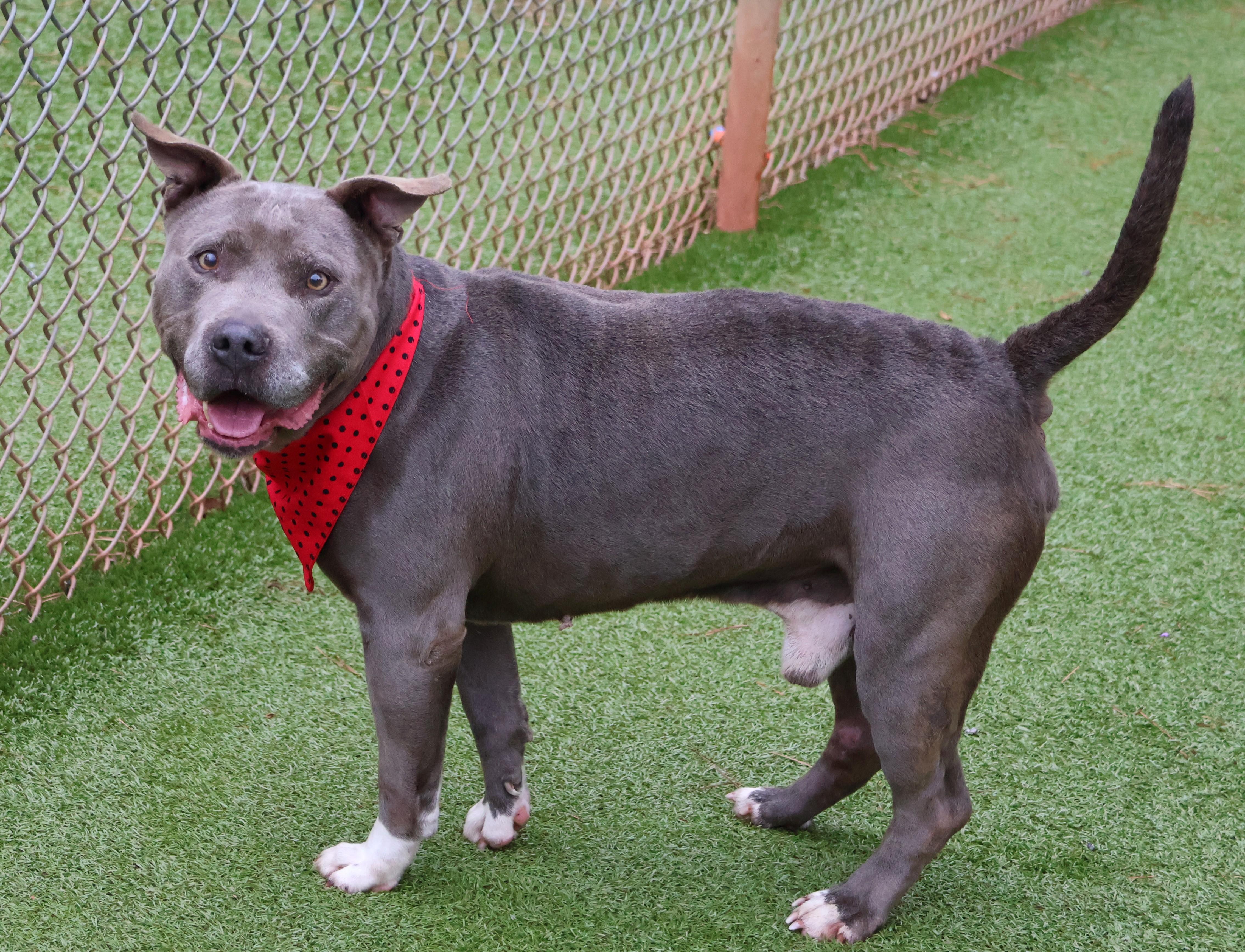 Rex, a ADOPTABLE Mixed Breed in Athens, GA image 5/6