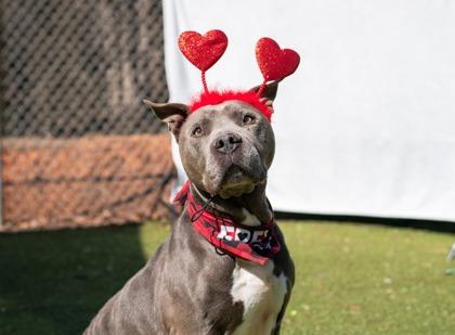 Rex, a ADOPTABLE Mixed Breed in Athens, GA image 2/6