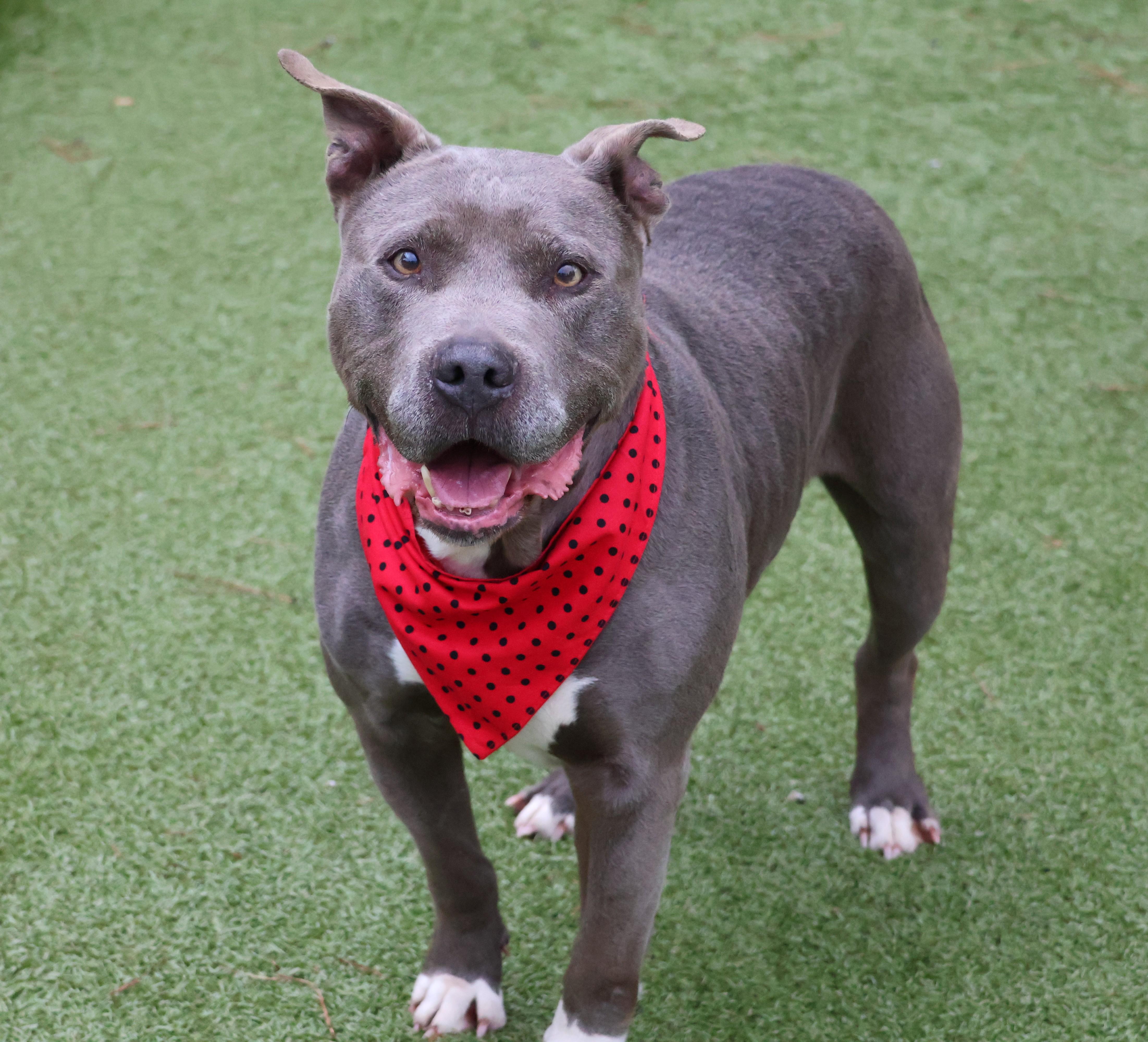 Rex, a ADOPTABLE Mixed Breed in Athens, GA image 3/6