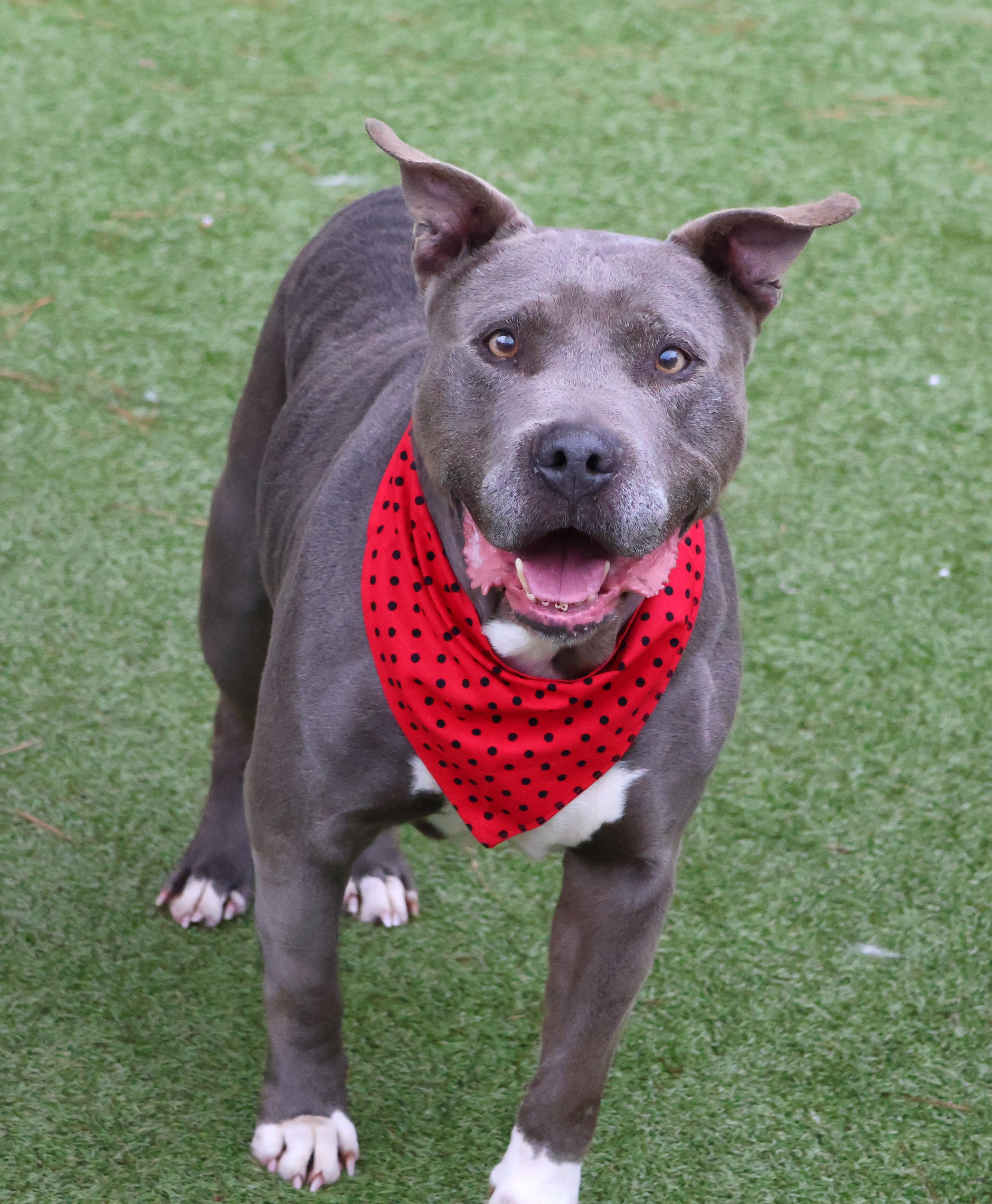 Rex, a ADOPTABLE Mixed Breed in Athens, GA image 6/6