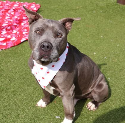 Rex, ADOPTABLE, Senior Male Mixed Breed.