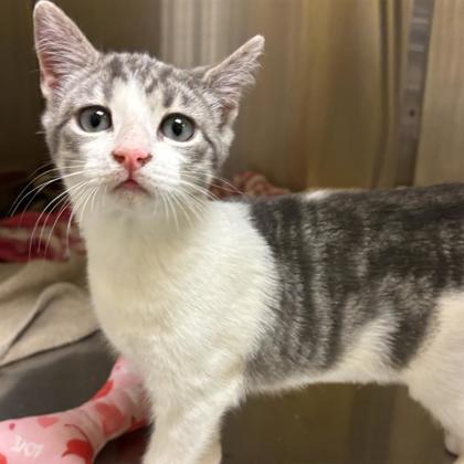 Poppy, Adoptable, Kitten Female Domestic Short Hair & Domestic Short Hair.