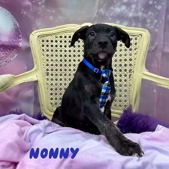 Enlarge Nonny, a Adoptable mixed breed in Washington , PA image 1/1