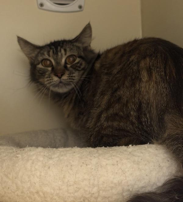 Eunice, a Adoptable mixed breed in Silverdale, WA image 2/2